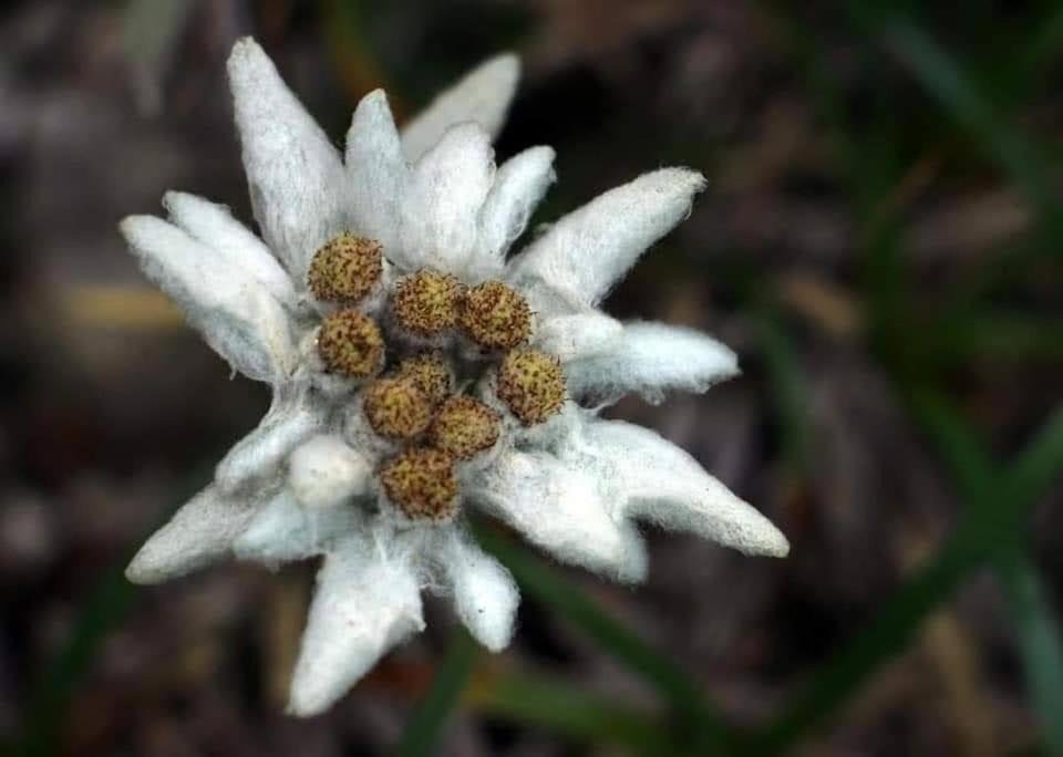 ZărneştiEdelweiss Ilincaアパートメント エクステリア 写真