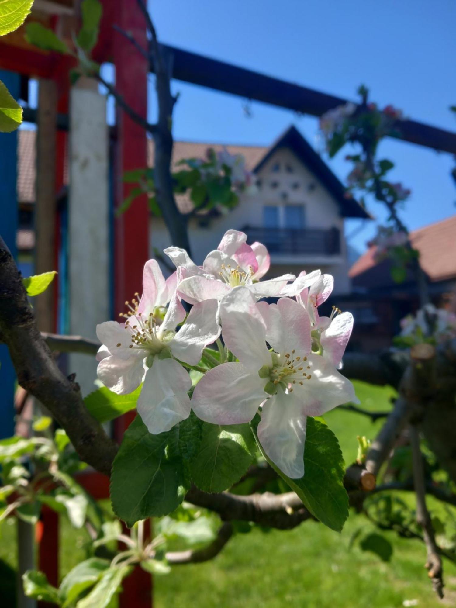 ZărneştiEdelweiss Ilincaアパートメント エクステリア 写真